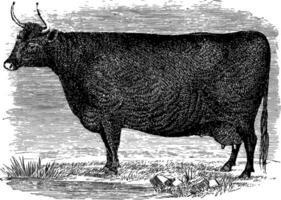Devon Cow vintage illustration. vector