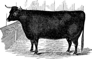 Devon Heifer vintage illustration. vector