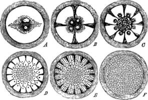The Segmentation of the Vitellus vintage illustration. vector