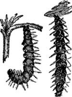 Caterpillars of the Small Tortoise shell Butterfly Undergoing Their Metamorphoses vintage illustration. vector