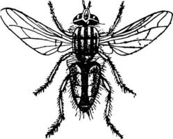 carne mosca Clásico ilustración. vector