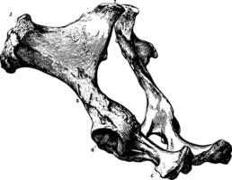 pelvis de un caballo Clásico ilustración. vector