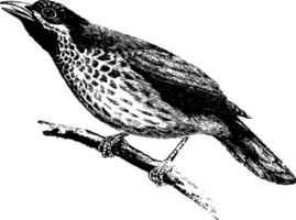 Babbling Thrush, vintage illustration. vector