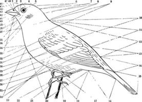 Topography of a Bird, vintage illustration. vector