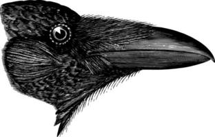 American Raven vintage illustration. vector