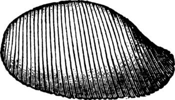 Exterior of Bulla Gastropod, vintage illustration. vector