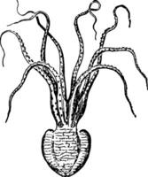 Pinnoctopus Cordiiformis vintage illustration. vector
