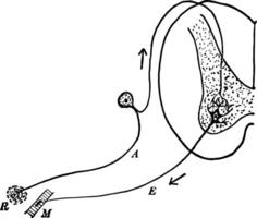 Reflex Arc vintage illustration. vector
