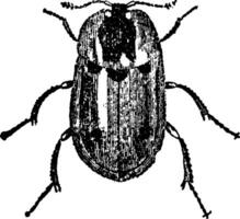 Carrion Beetle, vintage illustration. vector