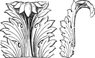 Acanthus Leaf, Front and Side Views, vintage engraving. vector