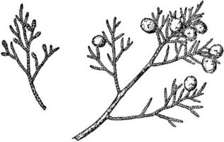 Branch of California Juniper vintage illustration. vector