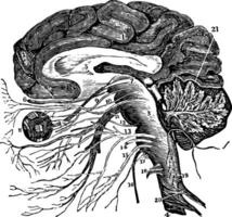 Vertical Section of the Brain, vintage illustration vector