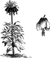 Habit and Detached Single Flower of Fritillaria Imperialis vintage illustration. vector