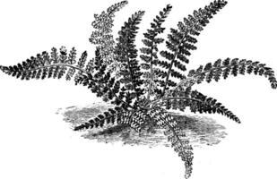 Asplenium Fontanum vintage illustration. vector