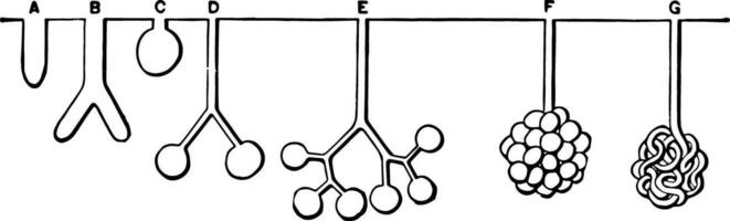 Development of Glands, vintage illustration. vector