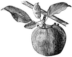 Apple Side Bud vintage illustration. vector