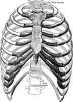 ventral ver de tórax, Clásico ilustración. vector