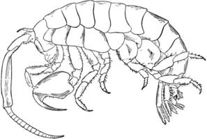 Marine Isopod, vintage illustration. vector