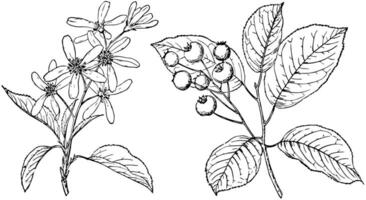 Branch of Juneberry vintage illustration. vector