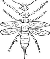 Parts of an Insect, vintage illustration. vector