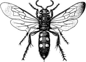 Scoliid Wasp, vintage illustration. vector