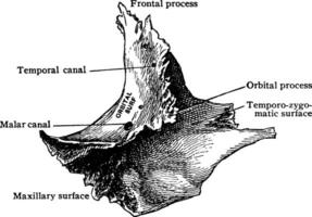 interior aspecto de malares hueso, Clásico ilustración. vector