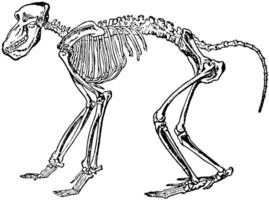 Chacma Baboon Skeleton, vintage illustration. vector