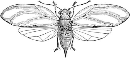 Blackberry Psyllid, vintage illustration. vector