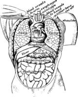 View of Organs from the Front, vintage illustration vector