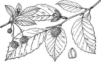 Branch of Fagus Americana vintage illustration. vector