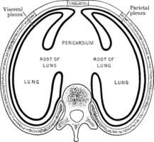 Arrangement of the Pleural Sacs, vintage illustration. vector