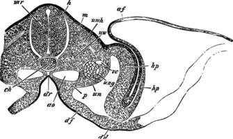 transverso sección de un embrión polluelo, Clásico ilustración. vector
