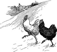 Two Hens, vintage illustration. vector