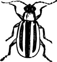 Striped Cucumber Beetle, vintage illustration. vector