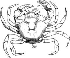 Shore Crab, vintage illustration. vector