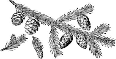 Black Spruce Pine Cone vintage illustration. vector