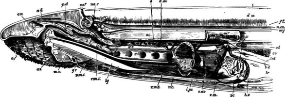 lamprea anatomía, Clásico ilustración vector