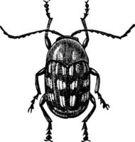 Cryptocephalus, vintage illustration. vector