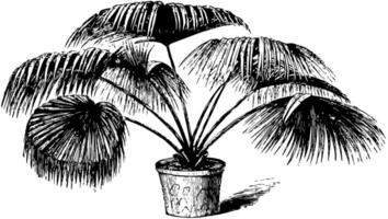 Livistona Chinensis vintage illustration. vector