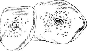 Squamous Epithelium Scales, vintage illustration vector