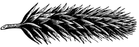 Araucaria Imbricata vintage illustration. vector