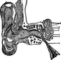 Section of the Right Ear, vintage illustration. vector