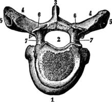 un vértebra de el columna vertebral, Clásico ilustración. vector