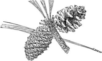 pino cono de Arizona pino Clásico ilustración. vector