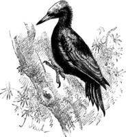 Great Black Woodpecker, vintage illustration. vector