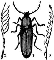 Serricorn Beetle, vintage illustration. vector