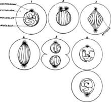 proceso de célula división, Clásico ilustración vector