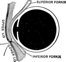 sagital sección de el ojo, Clásico ilustración. vector