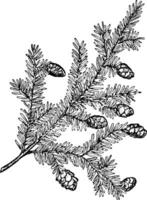 Hemlock Branch vintage illustration. vector