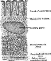 transverso sección de el pared de el grande intestino, Clásico ilustración. vector
